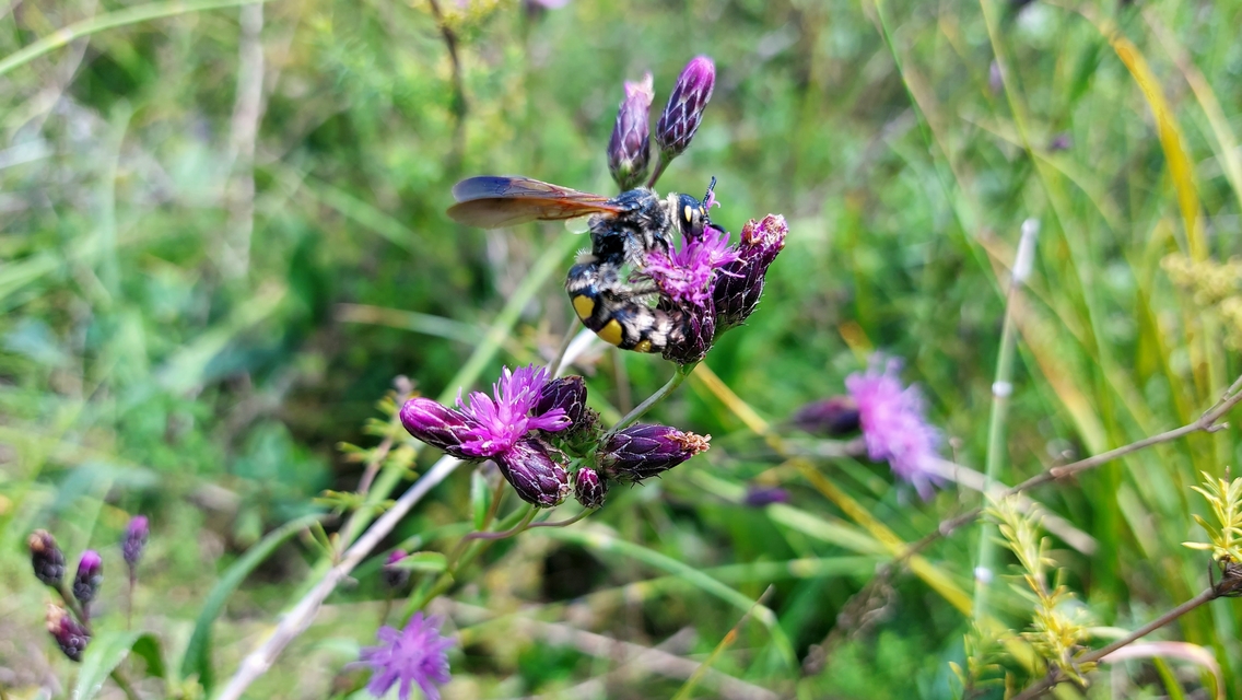 Colpa sexmaculata - hatfoltos tőrösdarázs