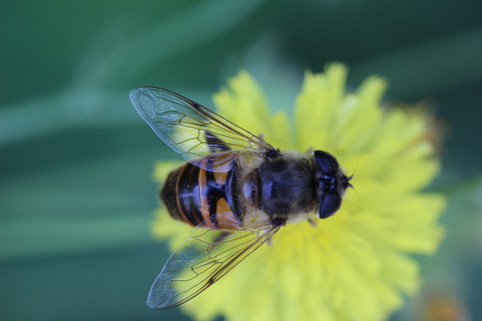 Eristalis tenax - közönséges herelégy