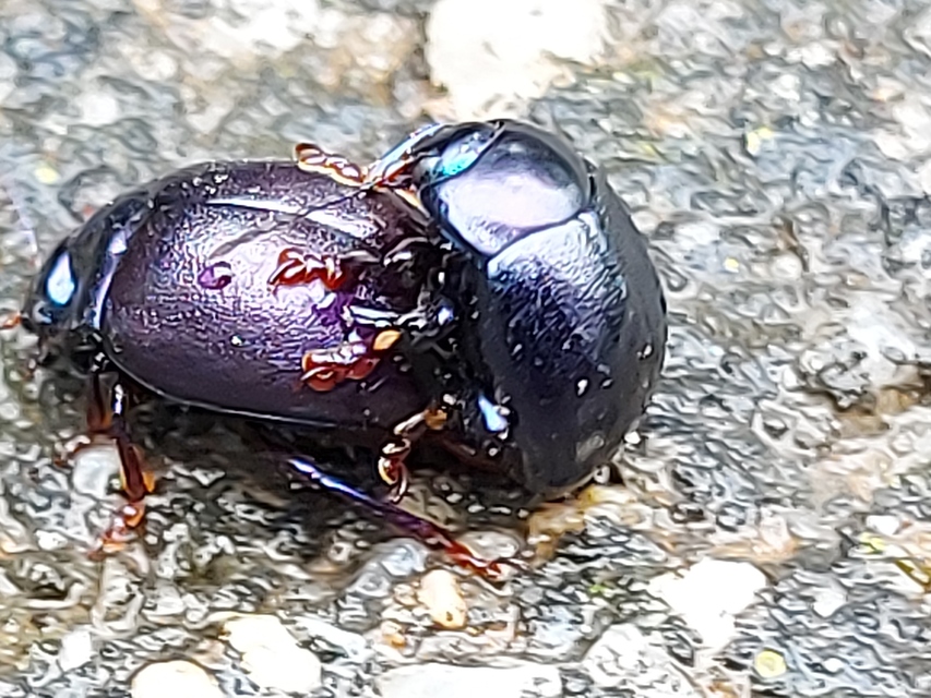 Chrysolina sturmi - vöröslábú levelész