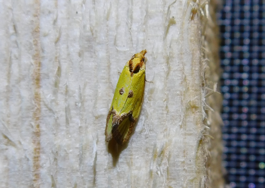 Agapeta zoegana - barnacsíkos sárgamoly