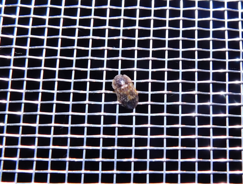 Soronia grisea - pettyegetett fénybogár