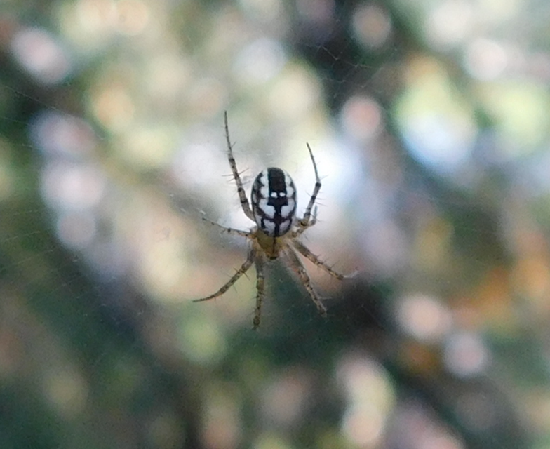 Mangora acalypha - réti keresztespók