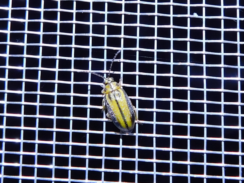Xanthogalerucella luteola - szilfa-olajosbogár