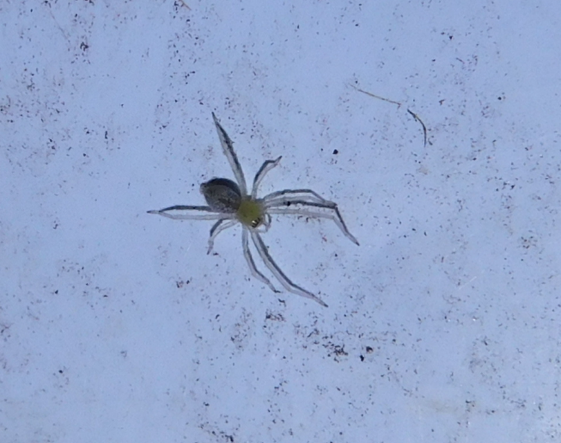 Cheiracanthium