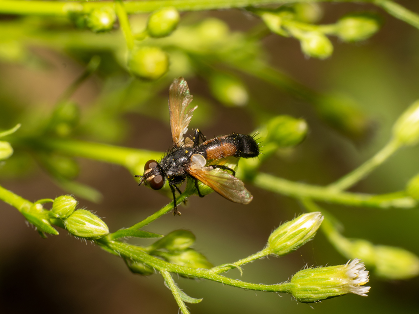 Cylindromyia