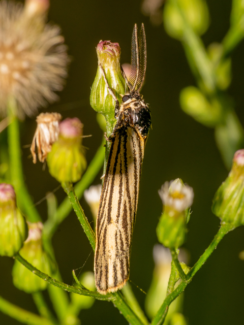 Spiris striata - csíkos molyszövő
