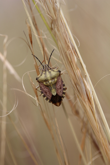 Carpocoris