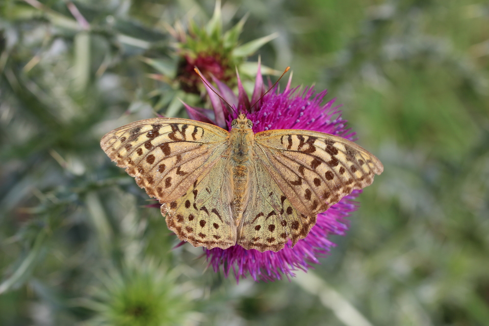Argynnis pandora - zöldes gyöngyházlepke