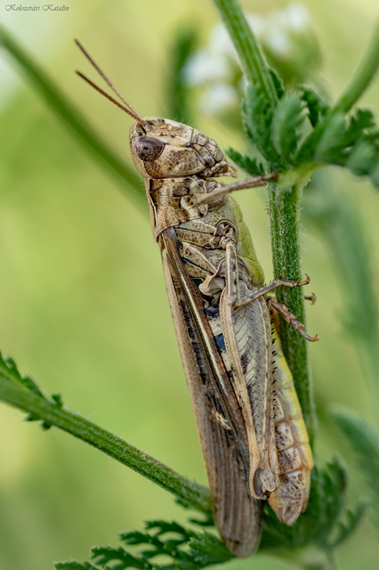 Chorthippus (Glyptobothrus) (subgenus)