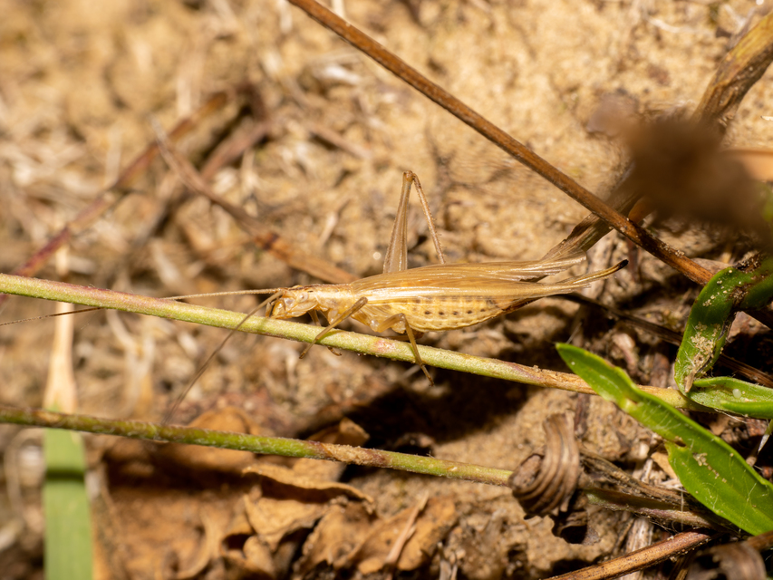 Oecanthus pellucens - pirregőtücsök
