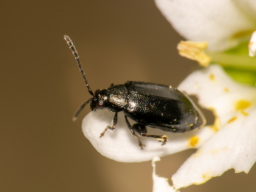 Phyllotreta