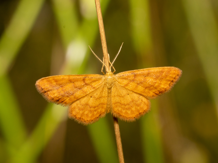 Idaea serpentata - kis sávosaraszoló