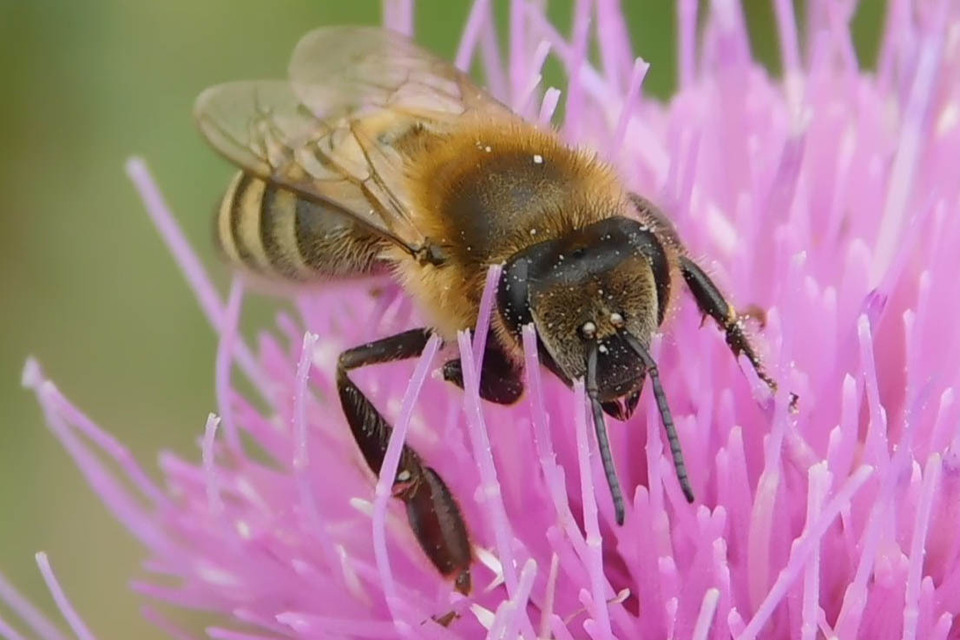 Apis mellifera - háziméh