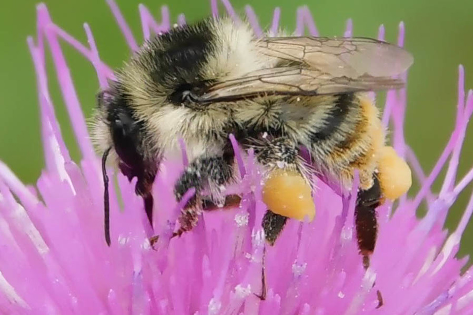 Bombus sylvarum - erdei poszméh
