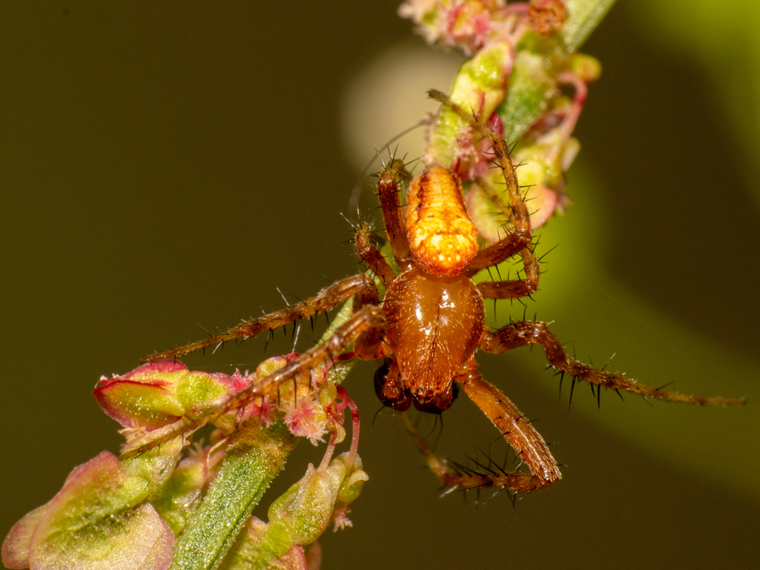 Araneus quadratus - négyes keresztespók