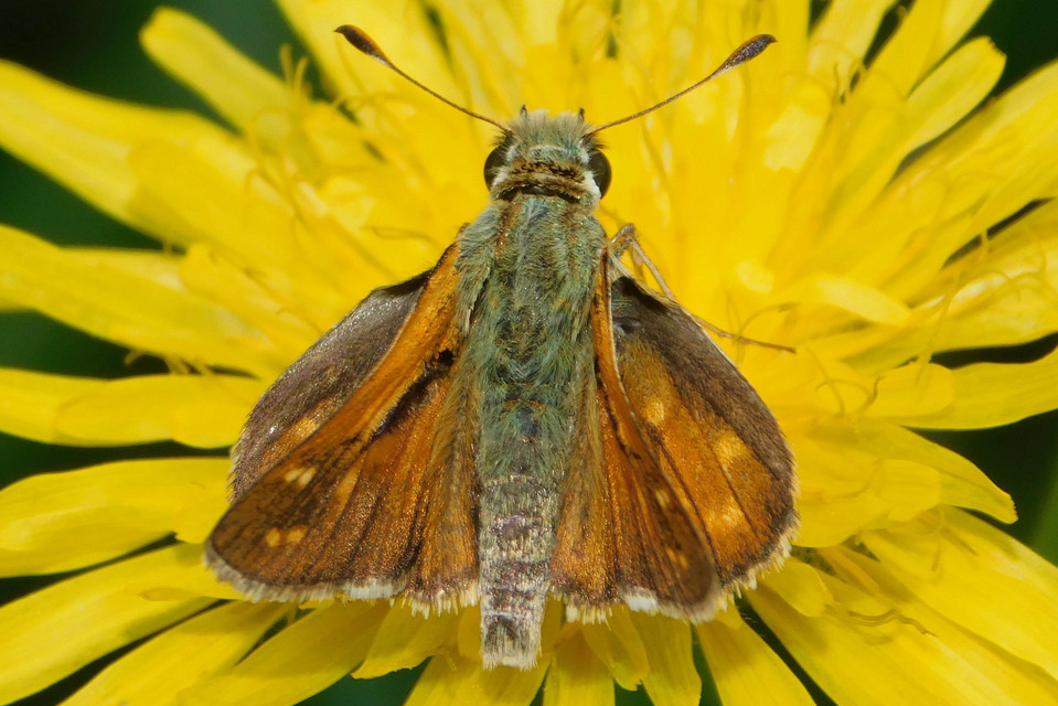 Hesperia comma - vesszős busalepke