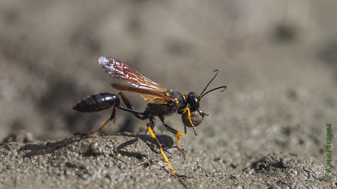 Sceliphron caementarium - feketenyelű lopódarázs