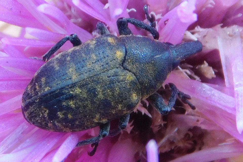 Larinus turbinatus - kúposorrú púderbarkó