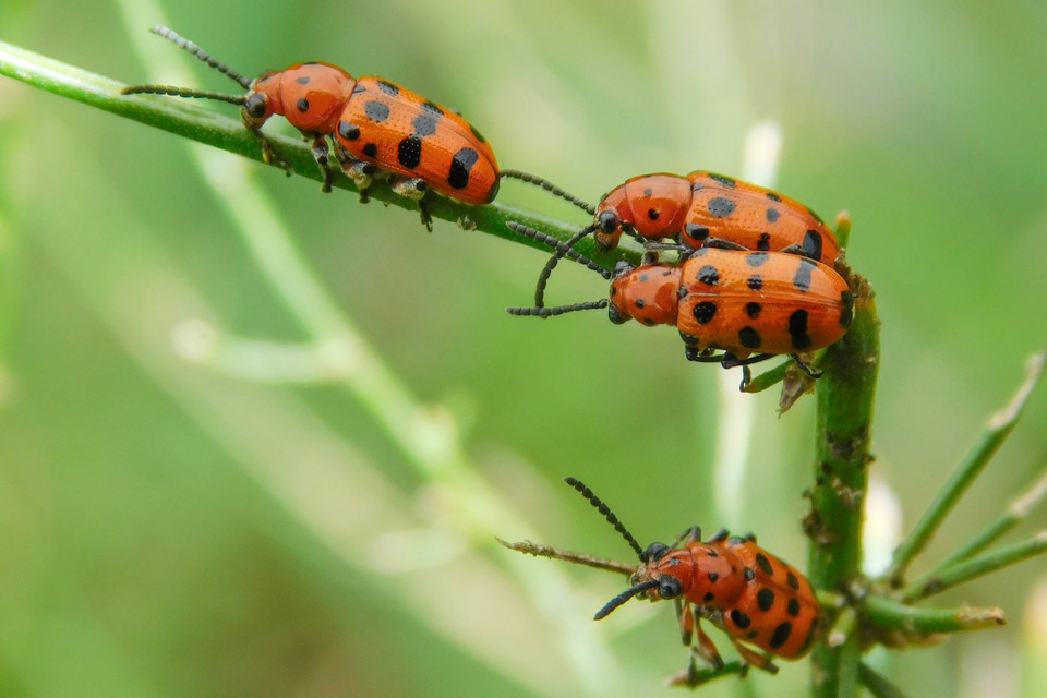 Crioceris quatuordecimpunctata - tizennégypontos spárgabogár