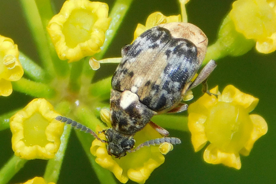 Megabruchidius dorsalis - foltoshátú lepényfazsizsik