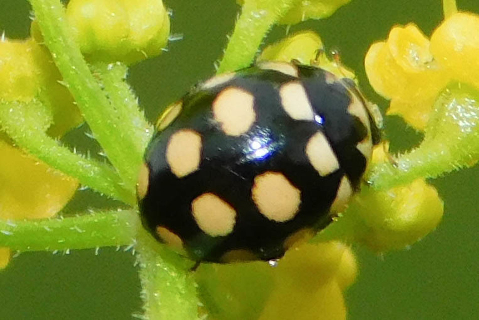 Coccinula quatuordecimpustulata - feketesárga katóka