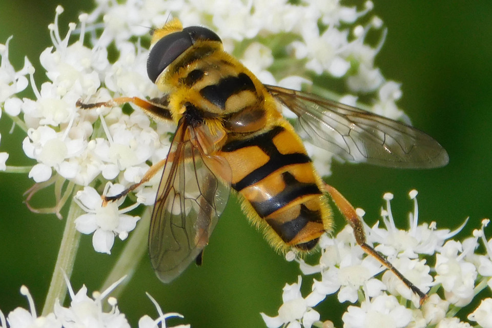 Myathropa florea - halálfejes odúlégy