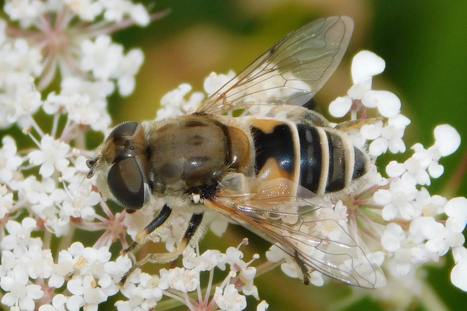 Eristalis arbustorum - fehérarcú herelégy