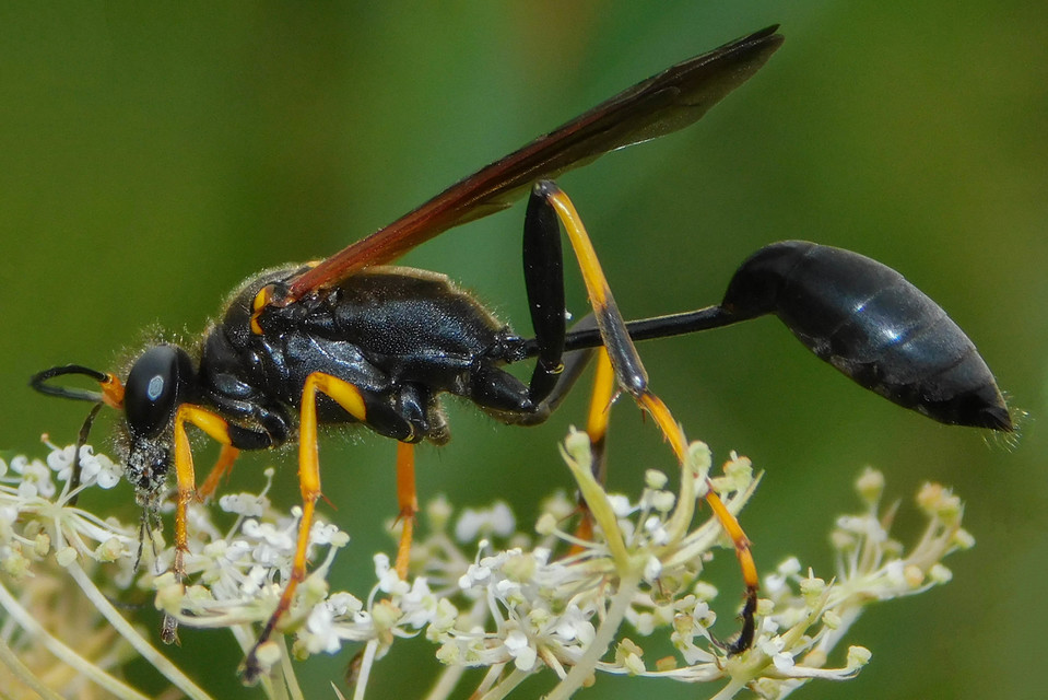Sceliphron caementarium - feketenyelű lopódarázs