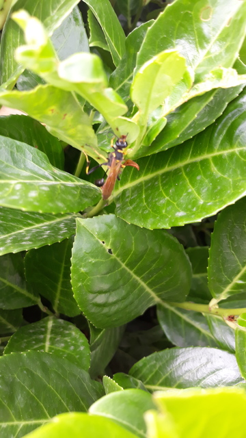 Sceliphron caementarium - feketenyelű lopódarázs