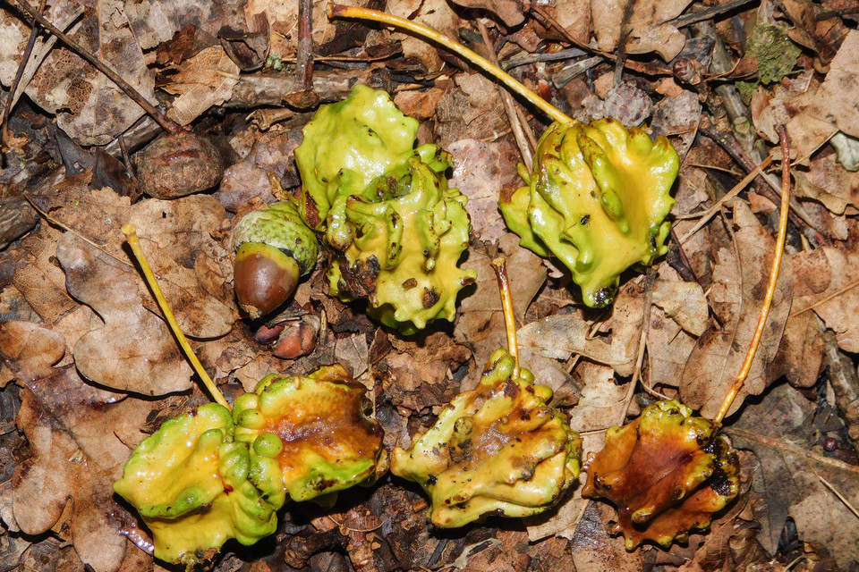 Andricus quercuscalicis - suskagubacsdarázs