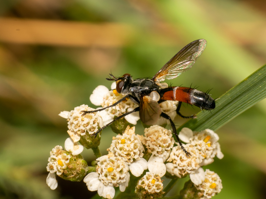 Cylindromyia