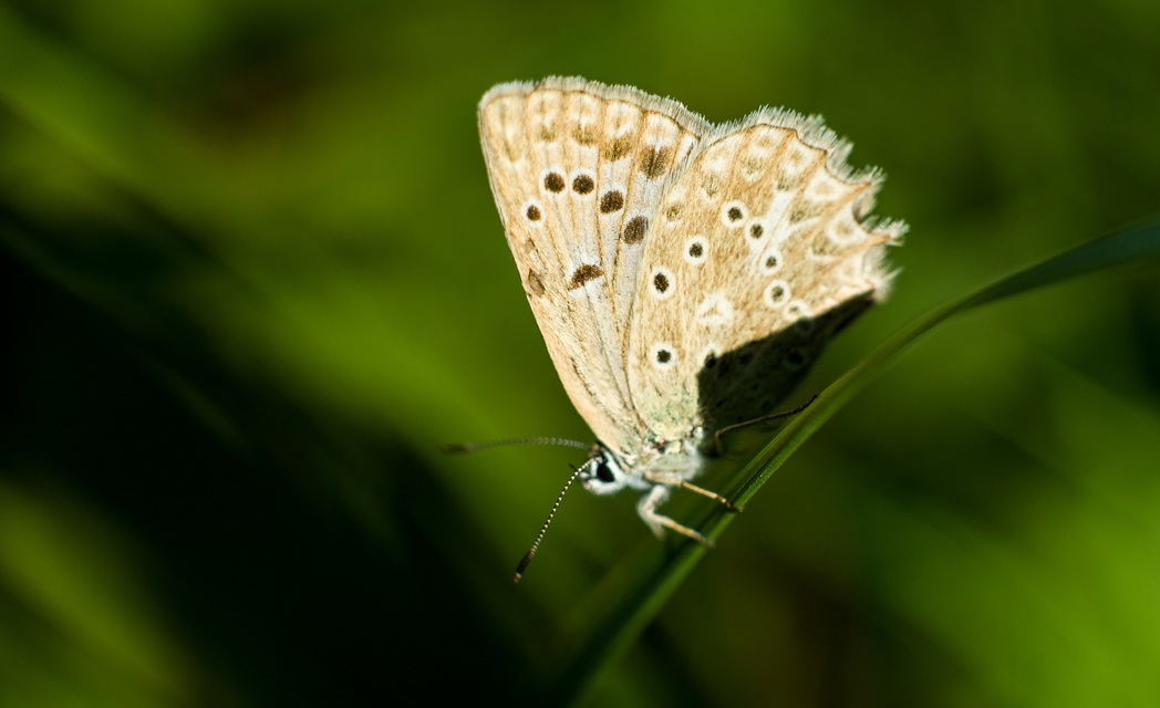 Polyommatus daphnis - csipkés boglárka