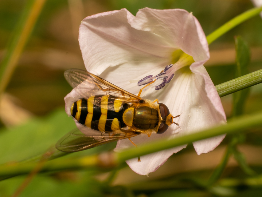 Syrphus
