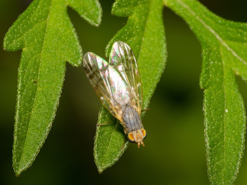 Tephritidae - fúrólégyfélék