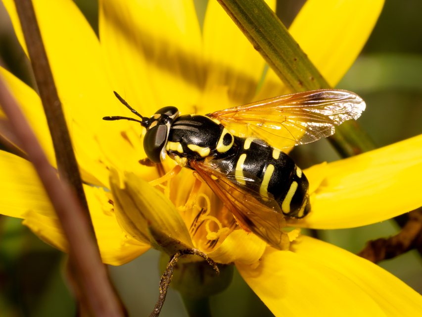 Chrysotoxum festivum - közönséges öveslégy