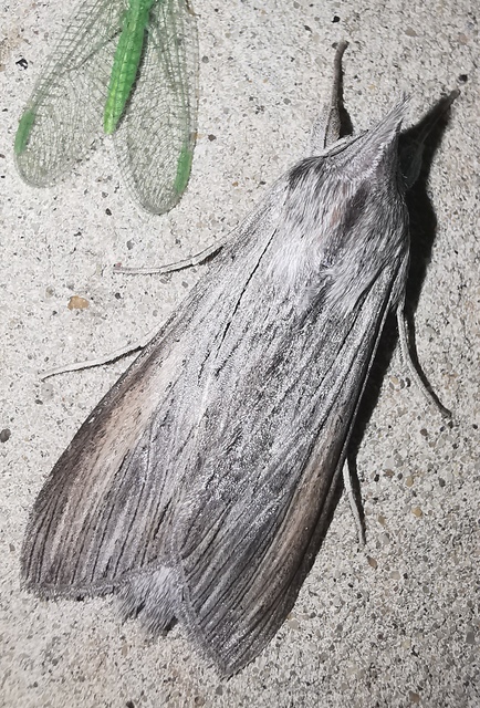 Cucullia umbratica - közönséges csuklyásbagoly