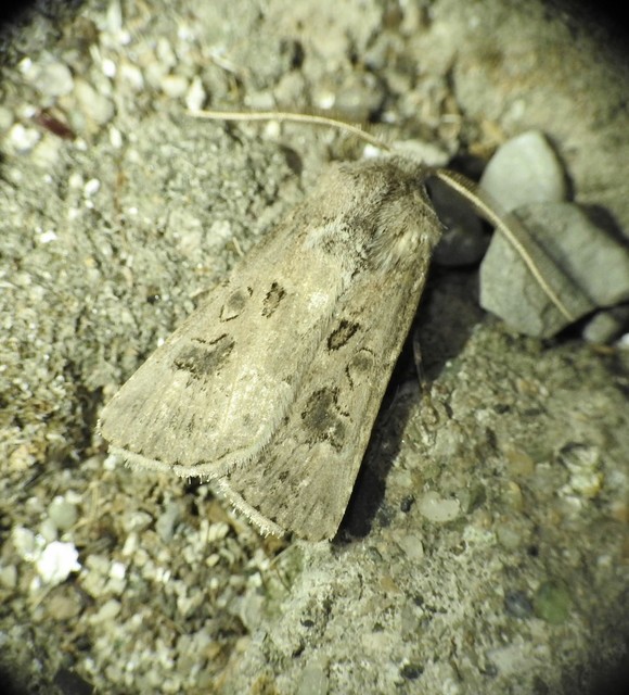 Agrotis bigramma - kétjegyű földibagoly