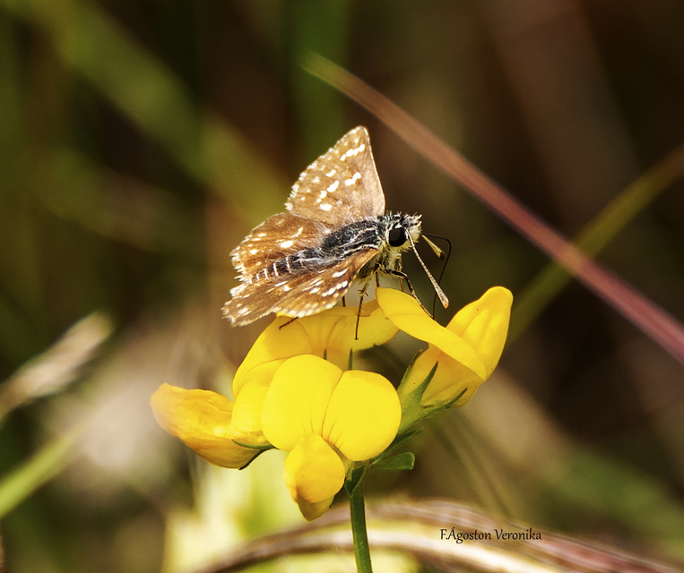 Spialia orbifer - törpe busalepke