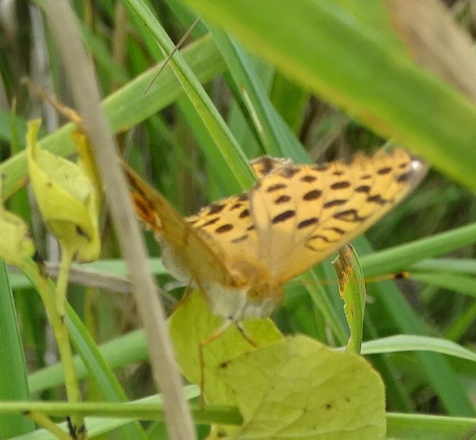 Argynnis laodice - keleti gyöngyházlepke