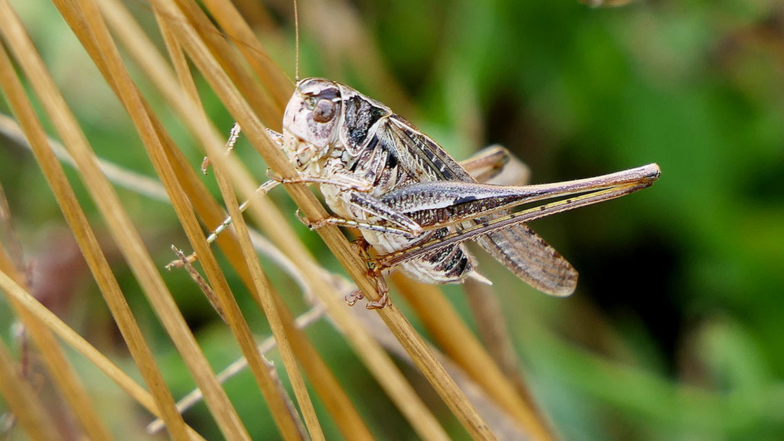 Platycleis affinis - púposhasú rétiszöcske