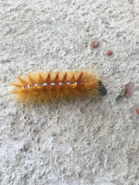 Acronicta aceris - vadgesztenye-szigonyosbagoly