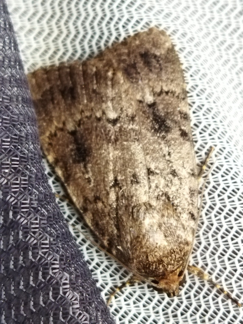 Amphipyra berbera/pyramidea