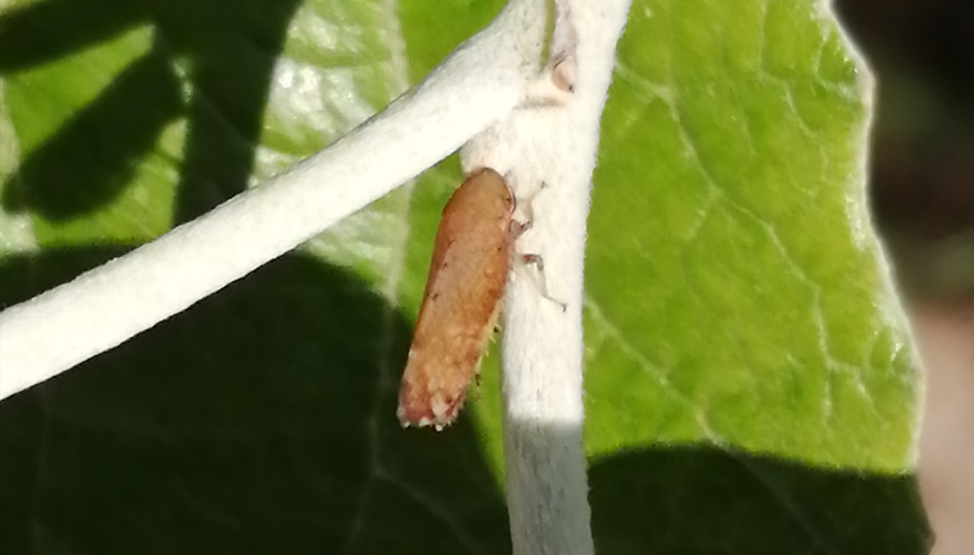 Fieberiella florii