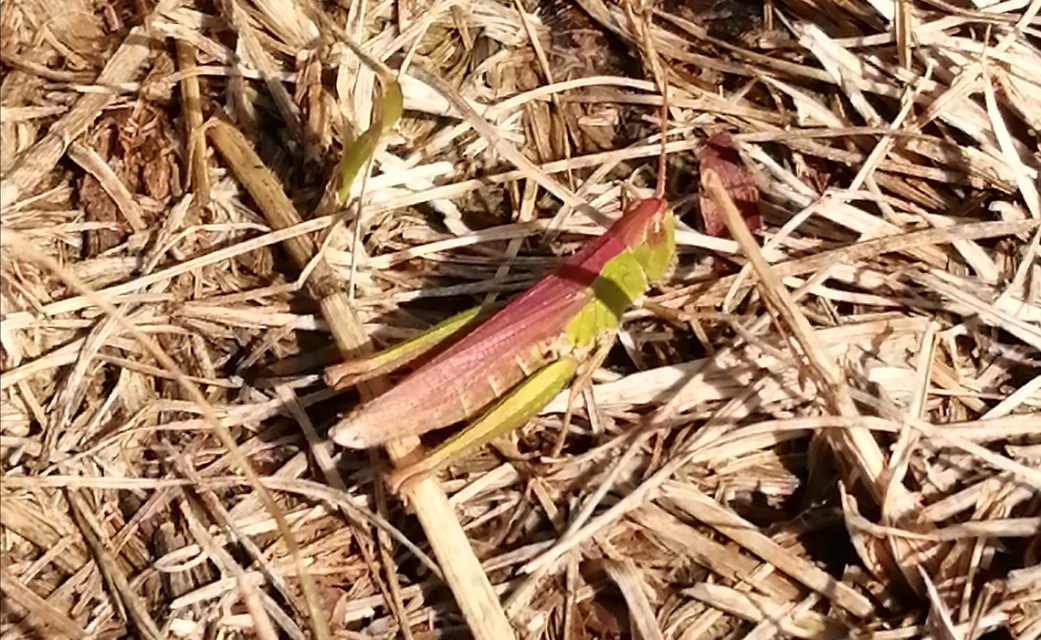 Chorthippus (Chorthippus) (subgenus)