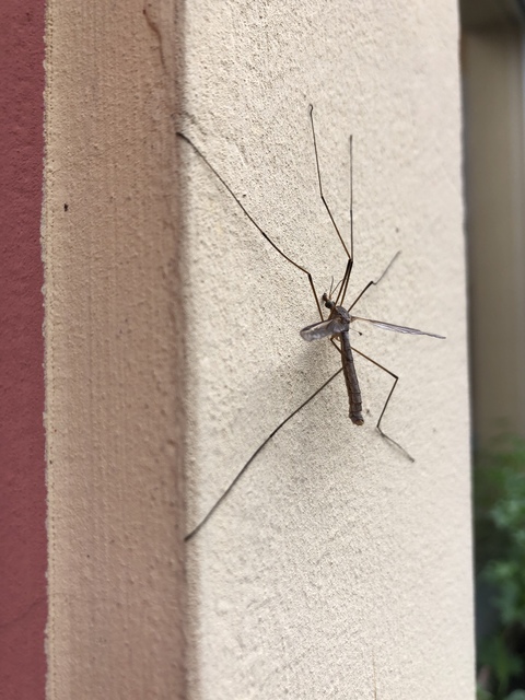 Tipula