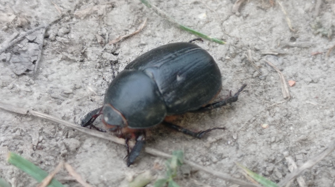 Pentodon idiota - butabogár