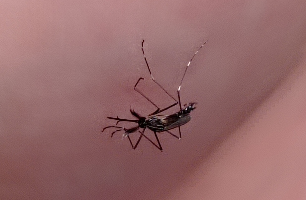 Aedes japonicus/koreicus