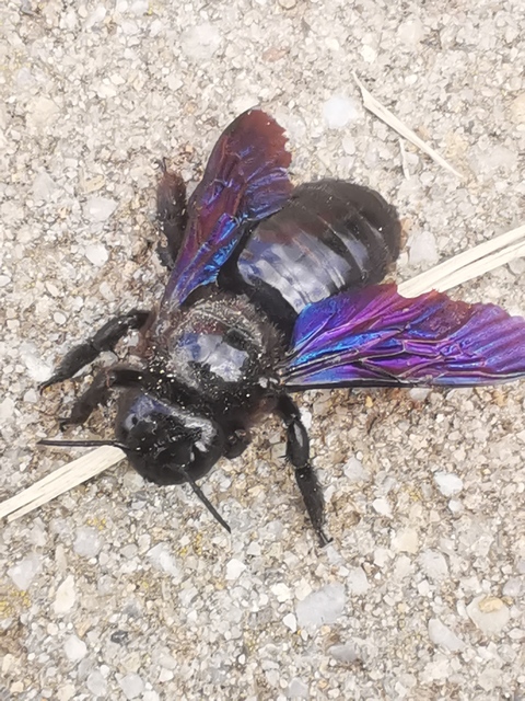 Xylocopa valga - gyakori fadongó
