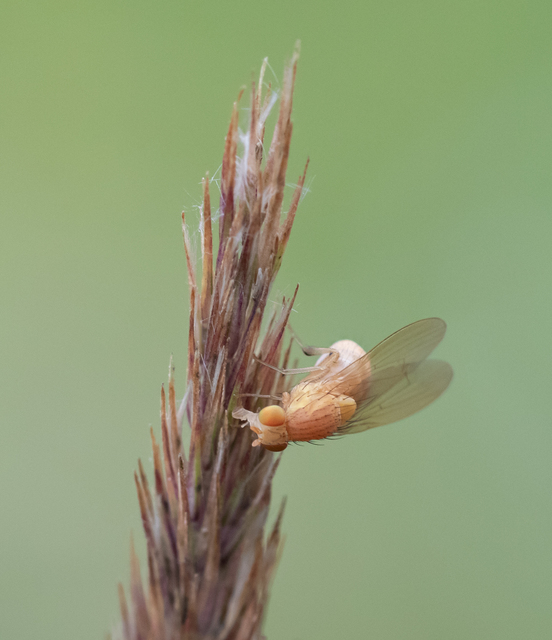Lauxaniidae - pudvalegyek