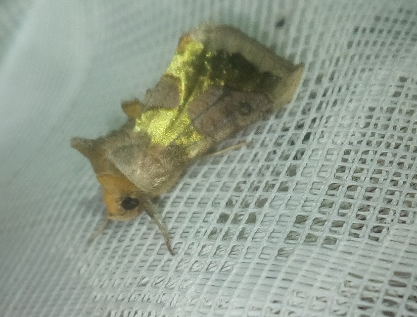 Diachrysia chrysitis/stenochrysis